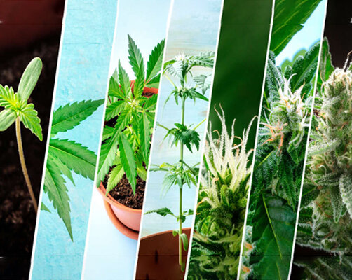 From Seed to Harvest Easy Cannabis Growing Tips for Newbies