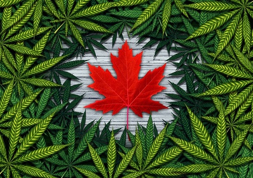 How To Become A CBD Oil Distributor In Canada | Step-By-Step Guide