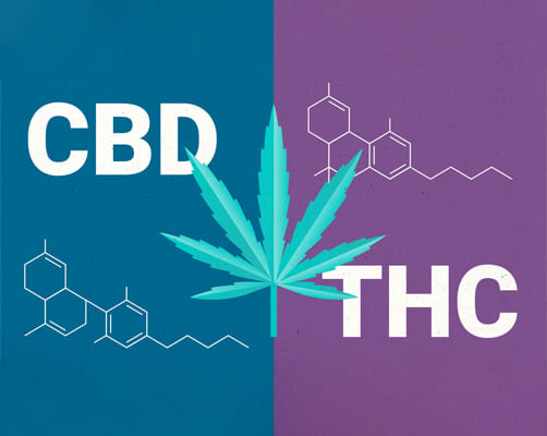 Comprehensive Guide CBD Flower Vs THC Flower