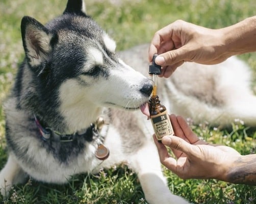 Reasons Why CBD Oil Is Beneficial For Your Dog