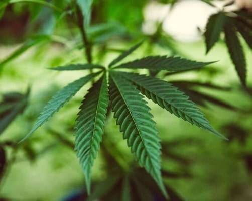The Next Emerging Markets for Cannabis – Navigating Asia and Latin America