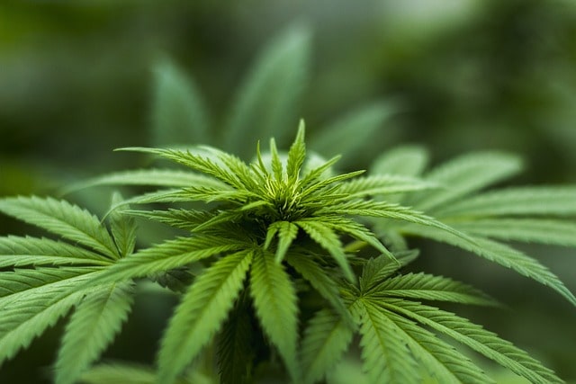 Buy Marijuana Seeds And CBD Boxes On Sale This Summer For These Benefits