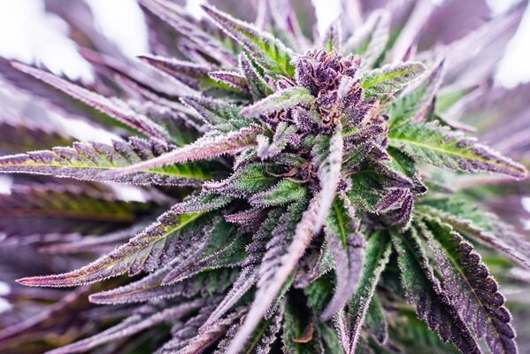 A Natural Boost Exploring the Energetic Benefits of Sativa Cannabis Strains